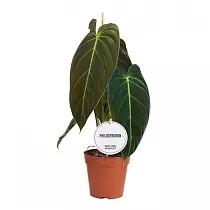 Филодендрон Меланохризум - Philodendron Melanochrysum D12 H40