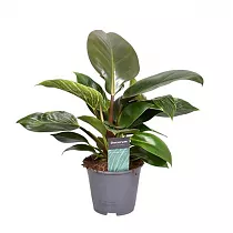 Филодендрон максимум - Philodendron Maximus D14 H30