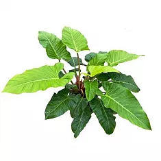 Филодендрон Мелинонии Ghost - Philodendron Melinonii Ghost D35 H120