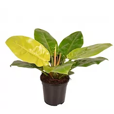 Филодендрон Мунлайт - Philodendron Moonlight D19 H50