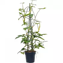 Филодендрон Мунлайт - Philodendron Moonlight D24 H110