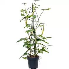 Филодендрон Мунлайт - Philodendron Moonlight D24 H110
