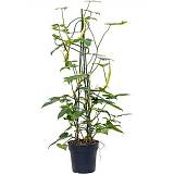 Филодендрон Мунлайт - Philodendron Moonlight D24 H110