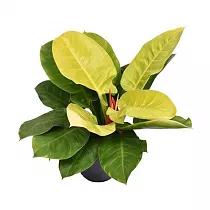 Филодендрон Мунлайт - Philodendron Moonlight D24 H65