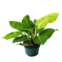 Филодендрон Мунлайт - Philodendron Moonlight D27 H45