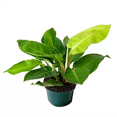 Филодендрон Мунлайт - Philodendron Moonlight D27 H45