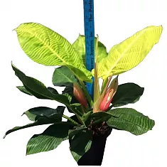 Филодендрон Мунлайт - Philodendron Moonlight D34 H80