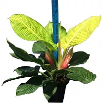 Филодендрон Мунлайт - Philodendron Moonlight D34 H80