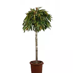 Фикус Биннедика Амстел Кинг штамб - Ficus Amstel King D40 H180