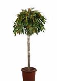 Фикус Биннедика Амстел Кинг штамб - Ficus Amstel King D40 H180