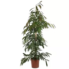 Фикус Биннедика Амстел Кинг куст - Ficus Amstel King H150