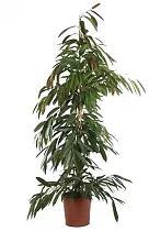 Фикус Биннедика Амстел Кинг куст - Ficus Amstel King H150