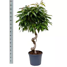 Фикус Биннедика Амстел Кинг спираль - Ficus Amstel King D33 H145