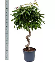 Фикус Биннедика Амстел Кинг спираль - Ficus Amstel King D33 H145