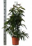 Фикус Биннедика Амстел Кинг куст - Ficus Amstel King D20 H130