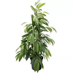 Фикус Биннедика Амстел Кинг куст - Ficus Amstel King D27 H140