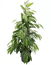 Фикус Биннедика Амстел Кинг куст - Ficus Amstel King D27 H140