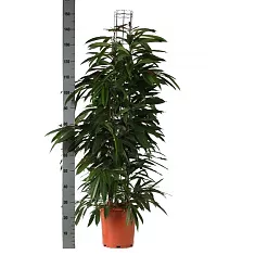 Фикус Биннедика Амстел Кинг куст - Ficus Amstel King D27 H160
