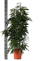 Фикус Биннедика Амстел Кинг куст - Ficus Amstel King D27 H160