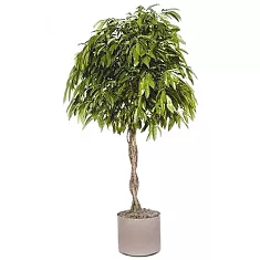 Фикус Биннедика Амстел Кинг косичка - Ficus Amstel King D27 H145