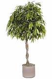 Фикус Биннедика Амстел Кинг косичка - Ficus Amstel King D27 H145