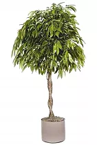 Фикус Биннедика Амстел Кинг косичка - Ficus Amstel King D27 H145