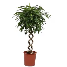 Фикус Биннедика Амстел Кинг двойная спираль - Ficus Amstel King D30 H140