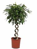 Фикус Биннедика Амстел Кинг двойная спираль - Ficus Amstel King D30 H140