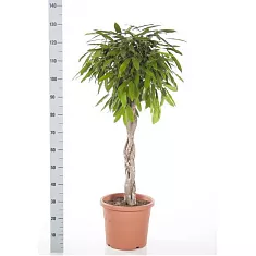 Фикус Биннедика Амстел Кинг косичка - Ficus Amstel King D30 H130