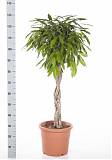 Фикус Биннедика Амстел Кинг косичка - Ficus Amstel King D30 H130