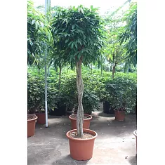 Фикус Биннедика Амстел Кинг косичка - Ficus Amstel King D55 H280