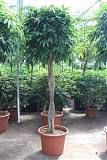 Фикус Биннедика Амстел Кинг косичка - Ficus Amstel King D55 H280