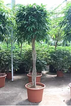Фикус Биннедика Амстел Кинг косичка - Ficus Amstel King D55 H280