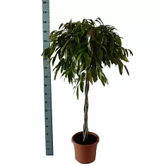 Фикус Биннедика Амстел Кинг косичка - Ficus Amstel King D35 H170