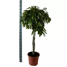 Фикус Биннедика Амстел Кинг косичка - Ficus Amstel King D40 H180