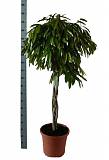 Фикус Биннедика Амстел Кинг косичка - Ficus Amstel King D40 H180