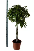 Фикус Биннедика Амстел Кинг косичка - Ficus Amstel King D40 H180