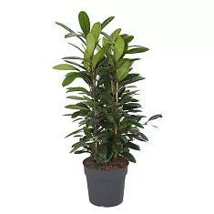 Фикус Циатистипула - Ficus Cyatistipula Zuil D34 H120