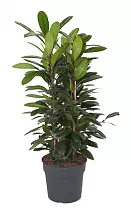 Фикус Циатистипула - Ficus Cyatistipula Zuil D34 H120