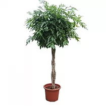 Фикус Амстел Кинг косичка - Ficus Bin Amstel King Twisted Stem D60 H300