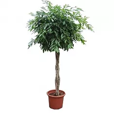 Фикус Амстел Кинг косичка - Ficus Bin Amstel King Twisted Stem D60 H300