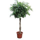 Фикус Амстел Кинг косичка - Ficus Bin Amstel King Twisted Stem D60 H300