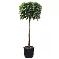 Фикус Амстел Кинг штамб -  Ficus Bin Amstel King On Stem D70 H400