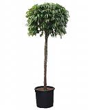 Фикус Амстел Кинг штамб -  Ficus Bin Amstel King On Stem D70 H400