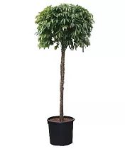 Фикус Амстел Кинг штамб -  Ficus Bin Amstel King On Stem D70 H400