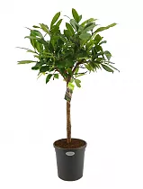 Фикус Циатистипула штамб - Ficus cyathistipula D31 H140