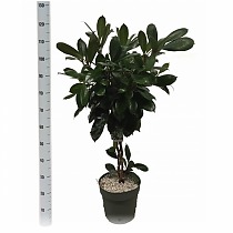 Фикус Циатистипула  - Ficus cyathistipula D27 H110