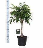 Фикус Биннедика Амстел Кинг косичка - Ficus Amstel King D30 H110