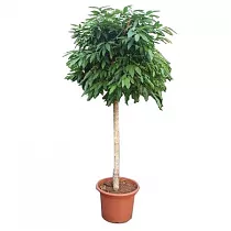 Фикус Амстел Кинег Штамб - Ficus Bin Amstel King On Stem D55 H280