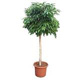 Фикус Амстел Кинег Штамб - Ficus Bin Amstel King On Stem D55 H280